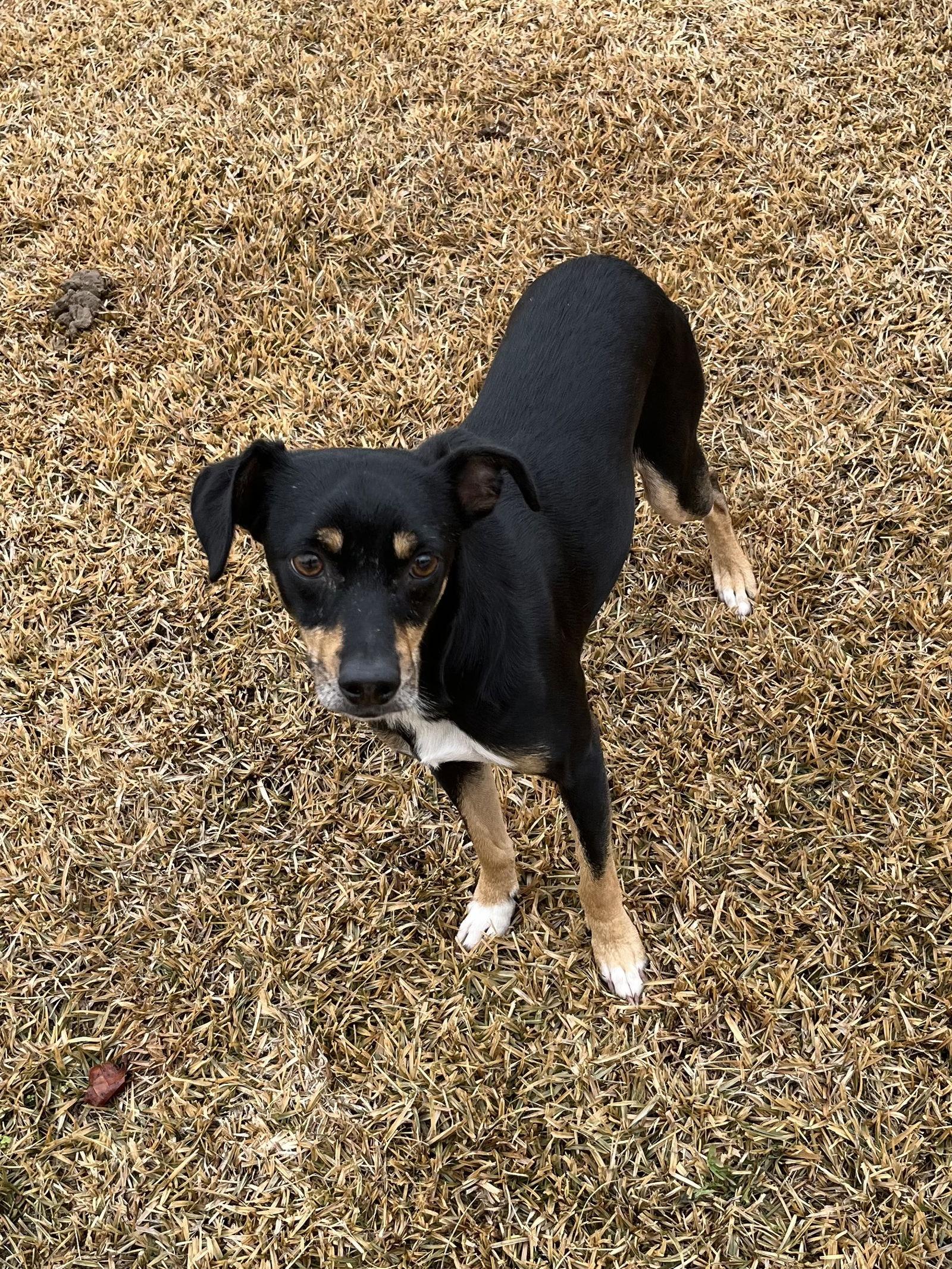 Enlarge Maddox, a Adoptable Miniature Pinscher in Holly Springs, NC image 1/3