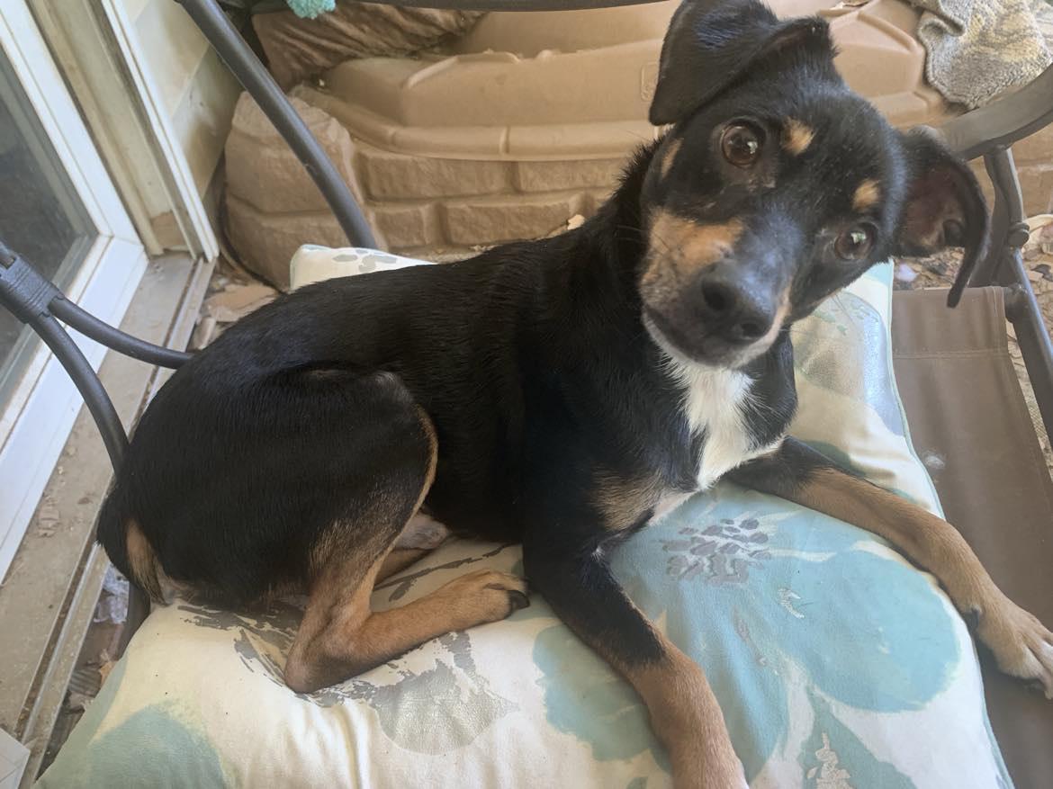 Enlarge Maddox, a Adoptable Miniature Pinscher in Holly Springs, NC image 2/3