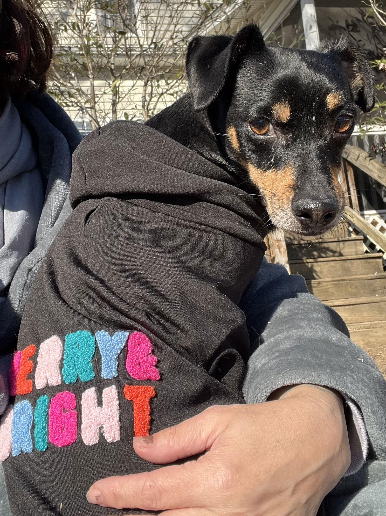Enlarge Maddox, a Adoptable Miniature Pinscher in Holly Springs, NC image 3/3