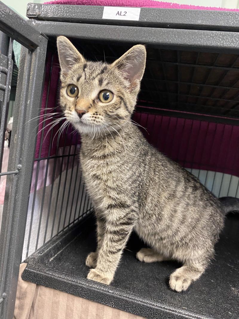 Nina, Adoptable, Young Female Domestic Short Hair & Domestic Short Hair.