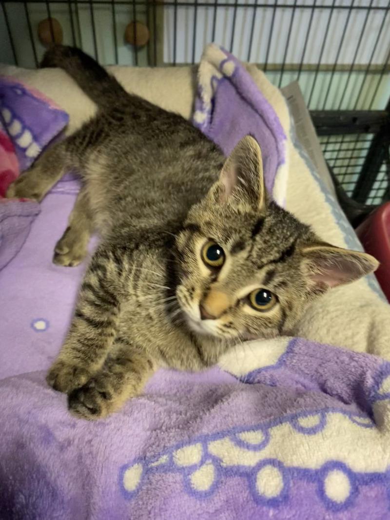 Enlarge Nina, a Adoptable mixed breed in Cortland, NY image 2/6