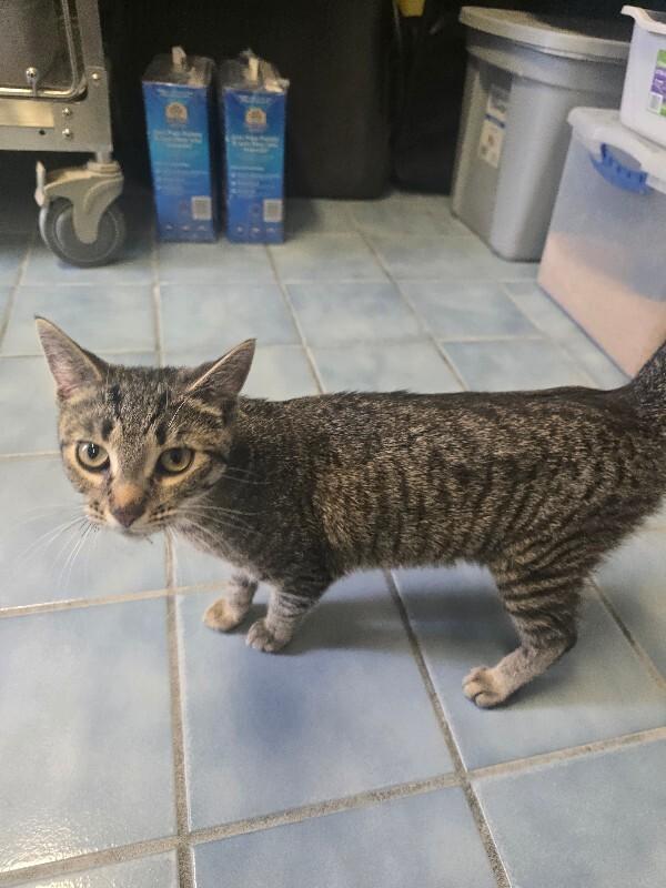 Enlarge Nina, a Adoptable mixed breed in Cortland, NY image 4/6