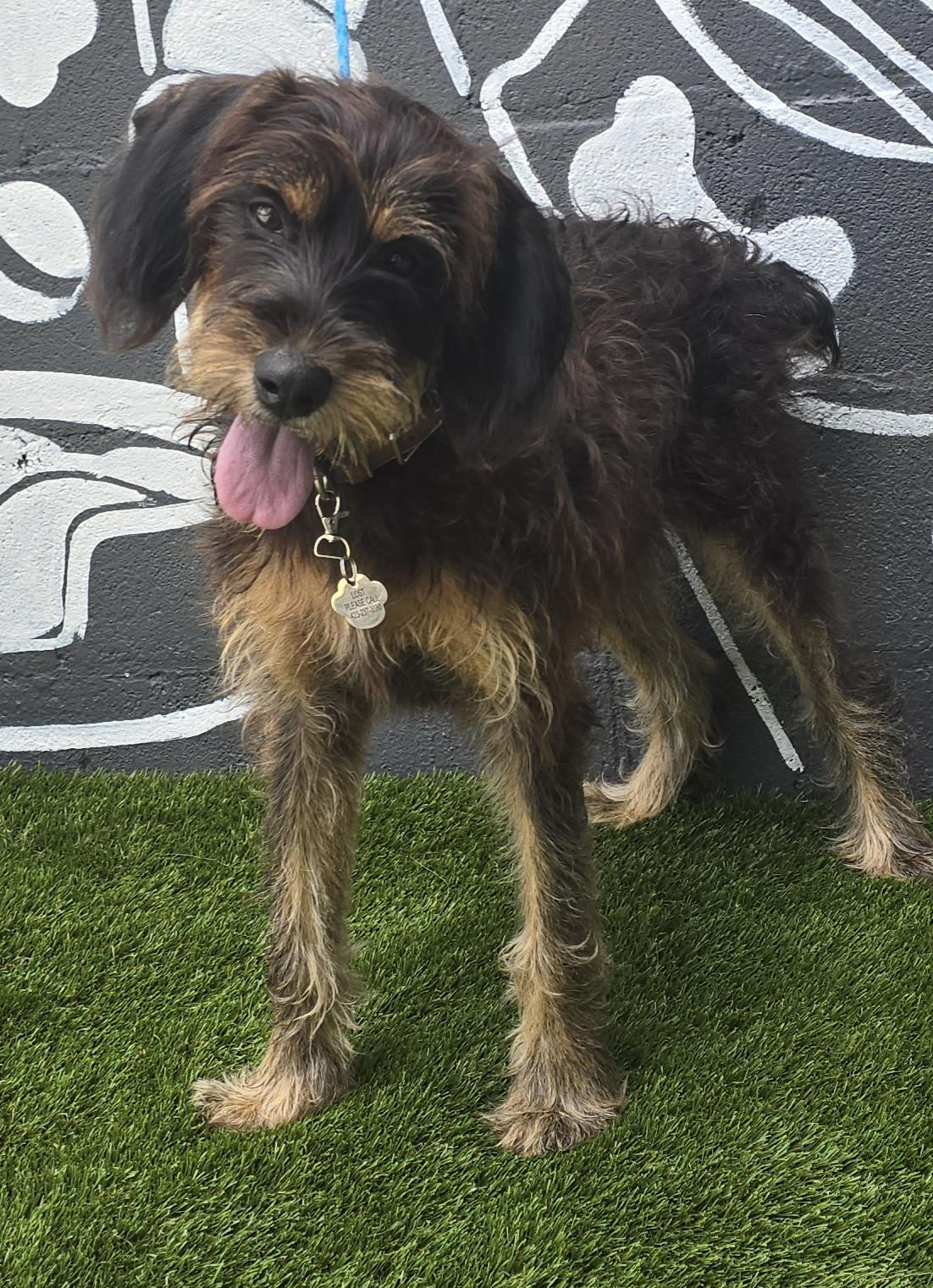 Belize, an adoptable Schnoodle in Albany, NY, 12205 | Photo Image 3