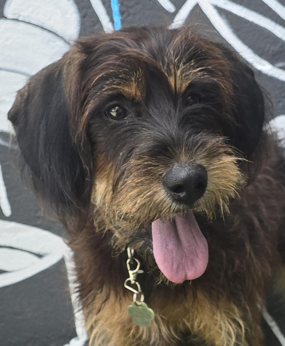Belize, an adoptable Schnoodle in Albany, NY, 12205 | Photo Image 2