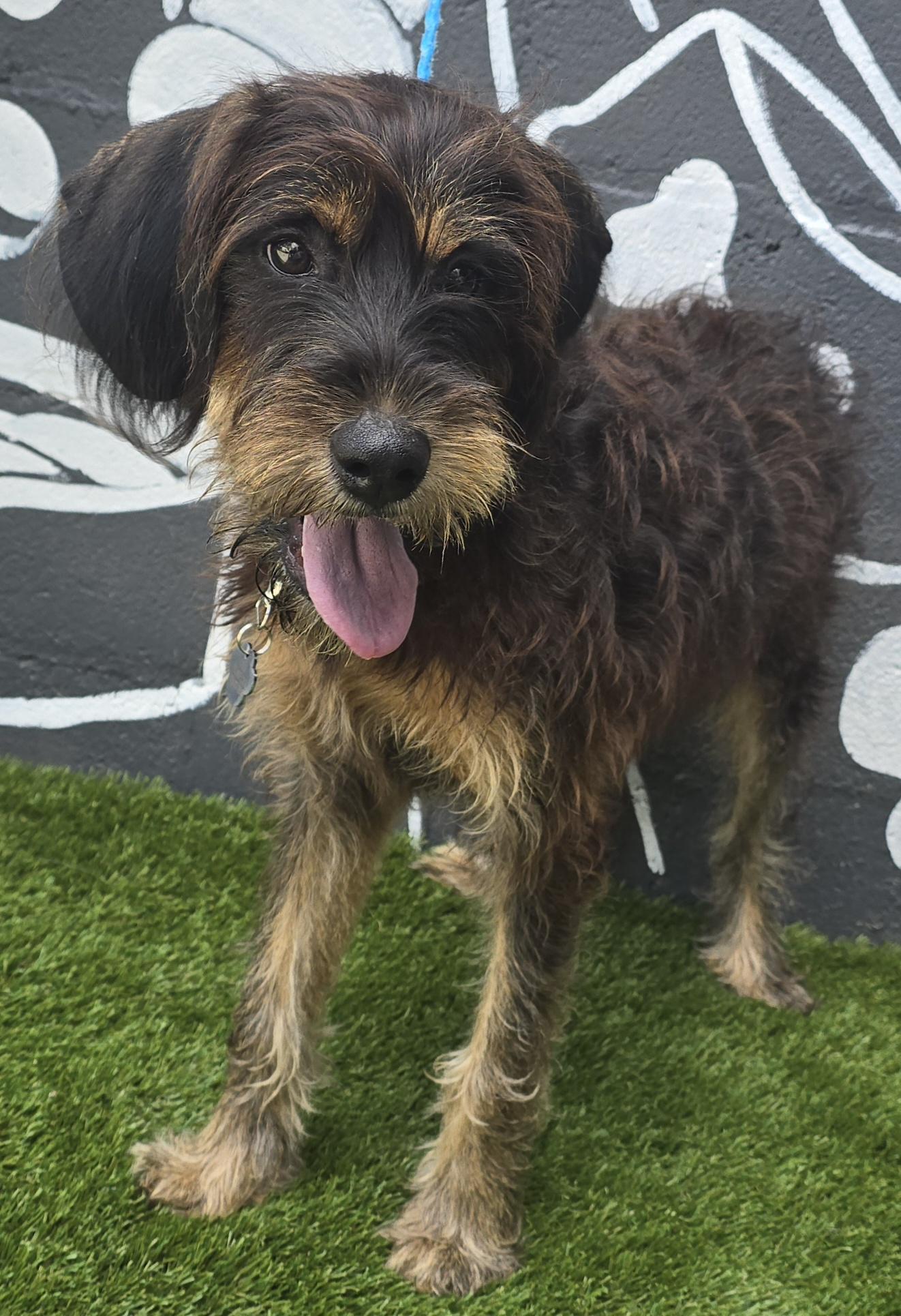 Belize, an adoptable Schnoodle in Albany, NY, 12205 | Photo Image 4