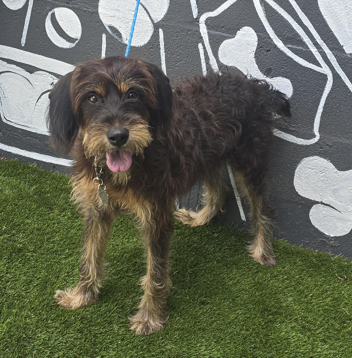 Belize, an adoptable Schnoodle in Albany, NY, 12205 | Photo Image 1