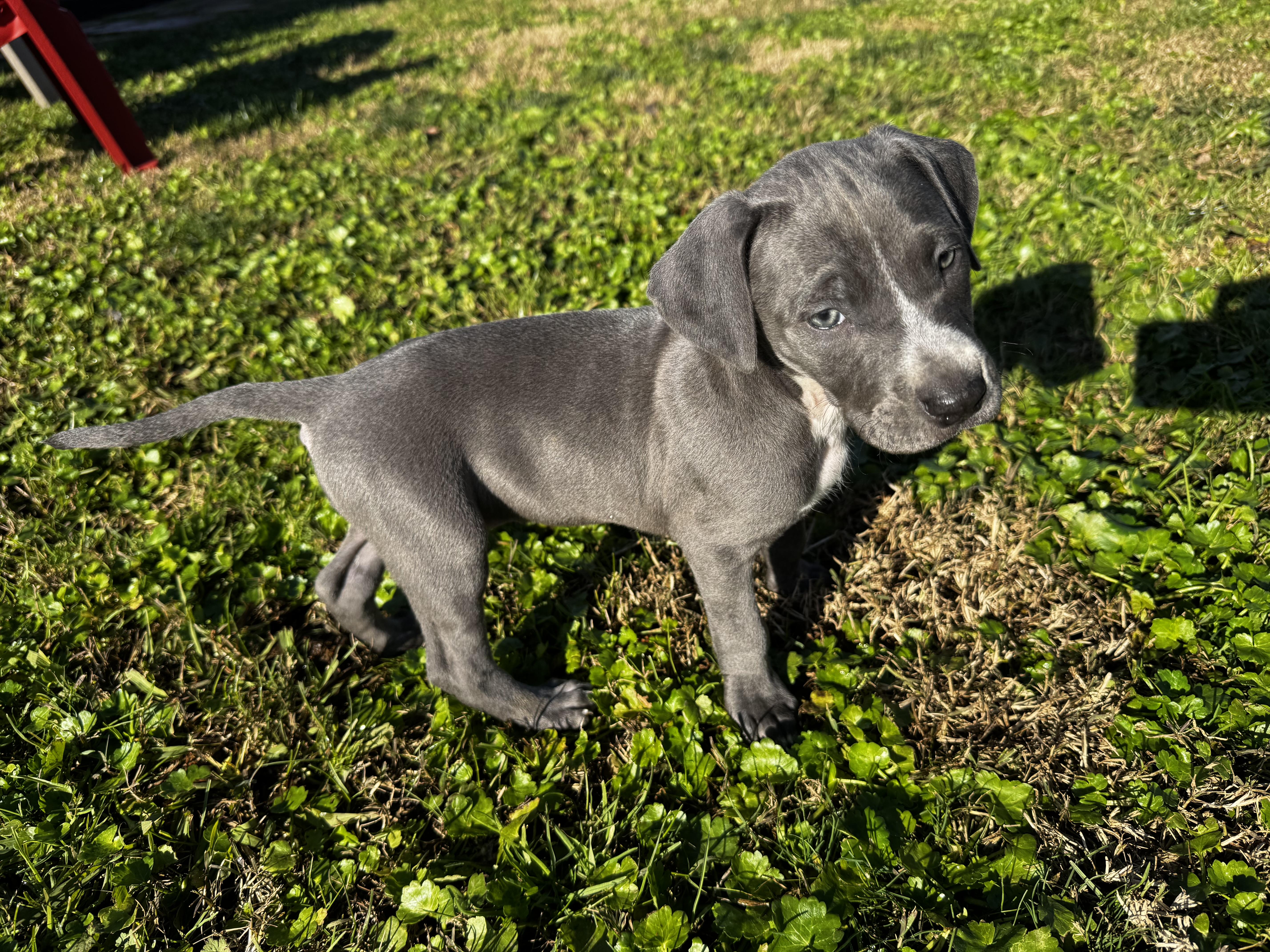 Enlarge Stella , a ADOPTABLE mixed breed in Lincoln, CA image 1/2