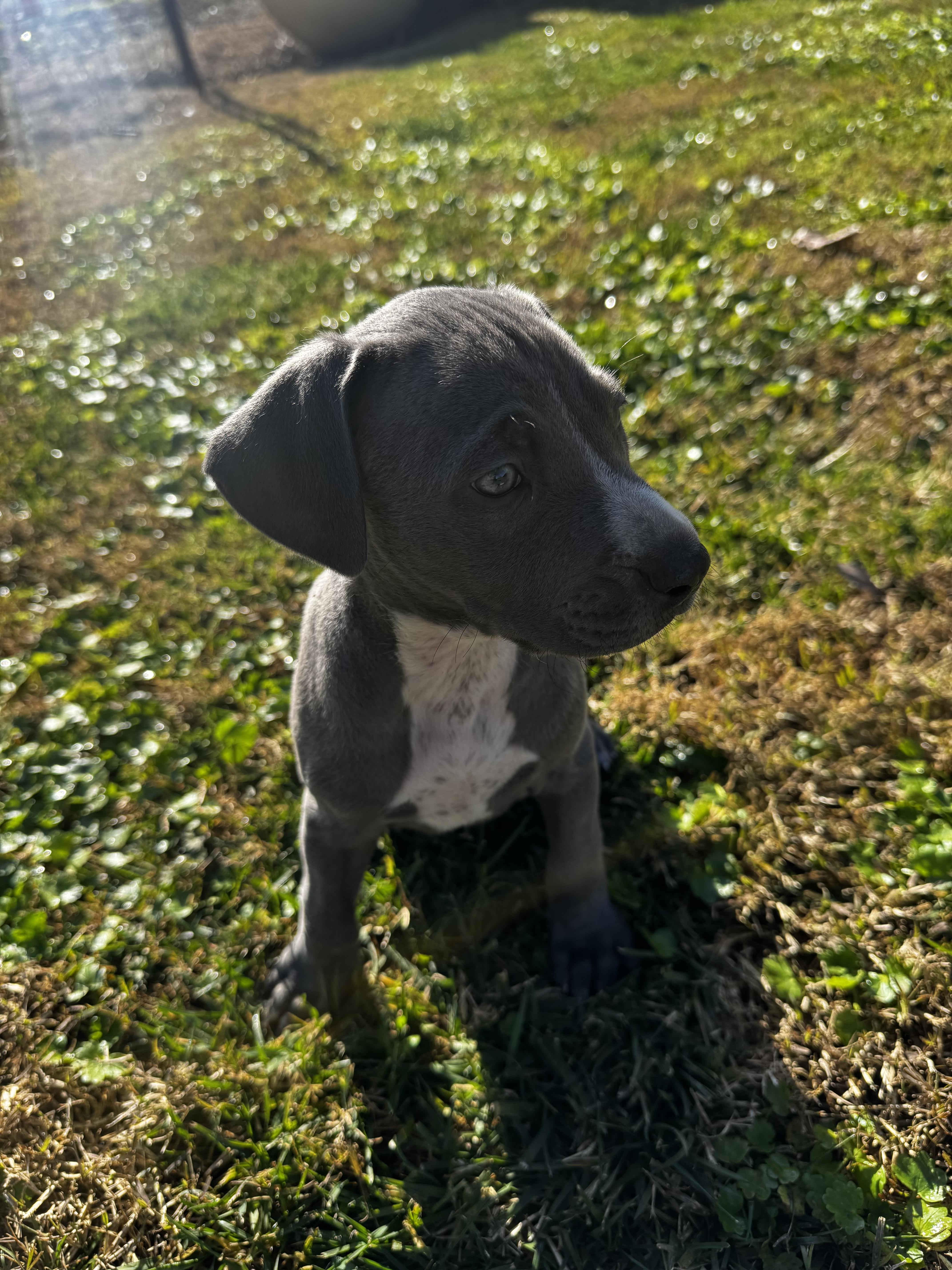 Enlarge Stella , a ADOPTABLE mixed breed in Lincoln, CA image 2/2