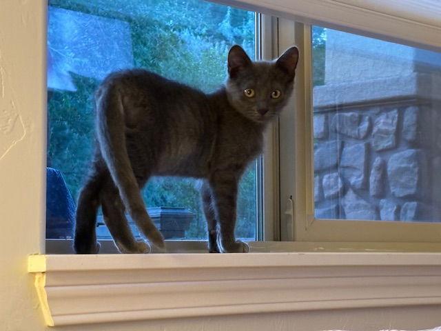 Enlarge Lacoste (Western Slope), a Adoptable Domestic Short Hair in Aurora, CO image 1/2