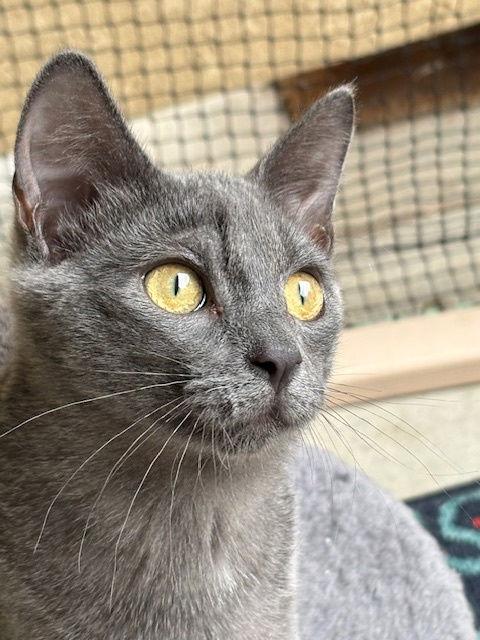 Enlarge Lacoste (Western Slope), a Adoptable Domestic Short Hair in Aurora, CO image 2/2