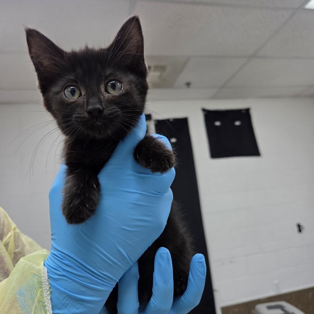 Platinum, Adoptable, Kitten Female Domestic Short Hair.