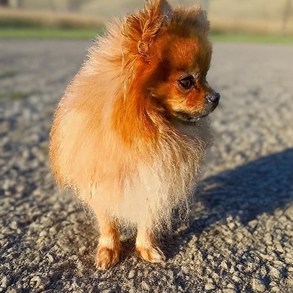 Sutton, Adoptable, Adult Male Pomeranian.