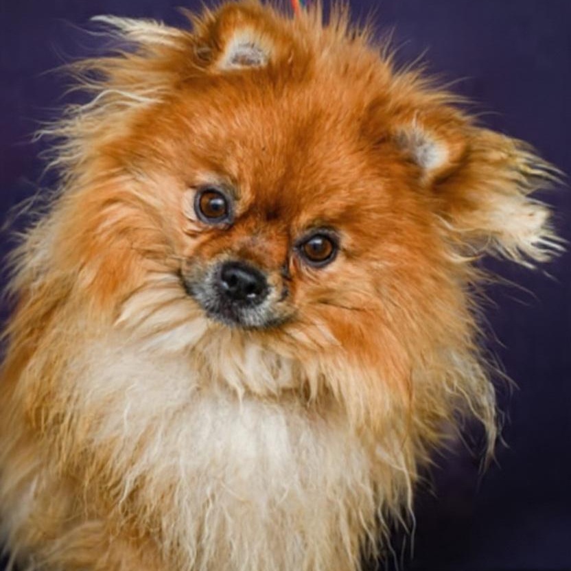 Enlarge Sutton, a Adoptable mixed breed in Olympia, WA image 4/4