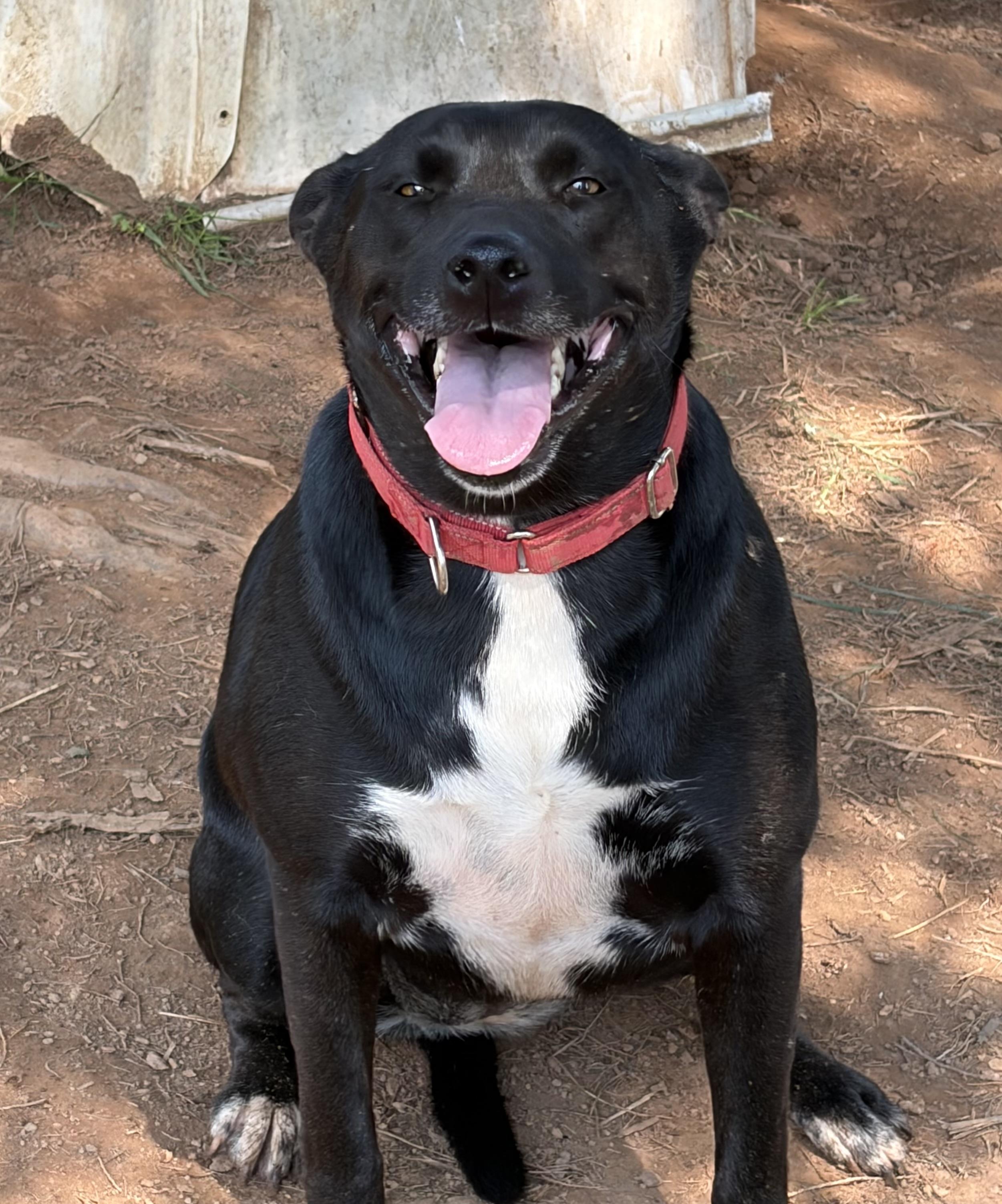 Zany, a ADOPTABLE mixed breed in Warrenton, VA image 3/5