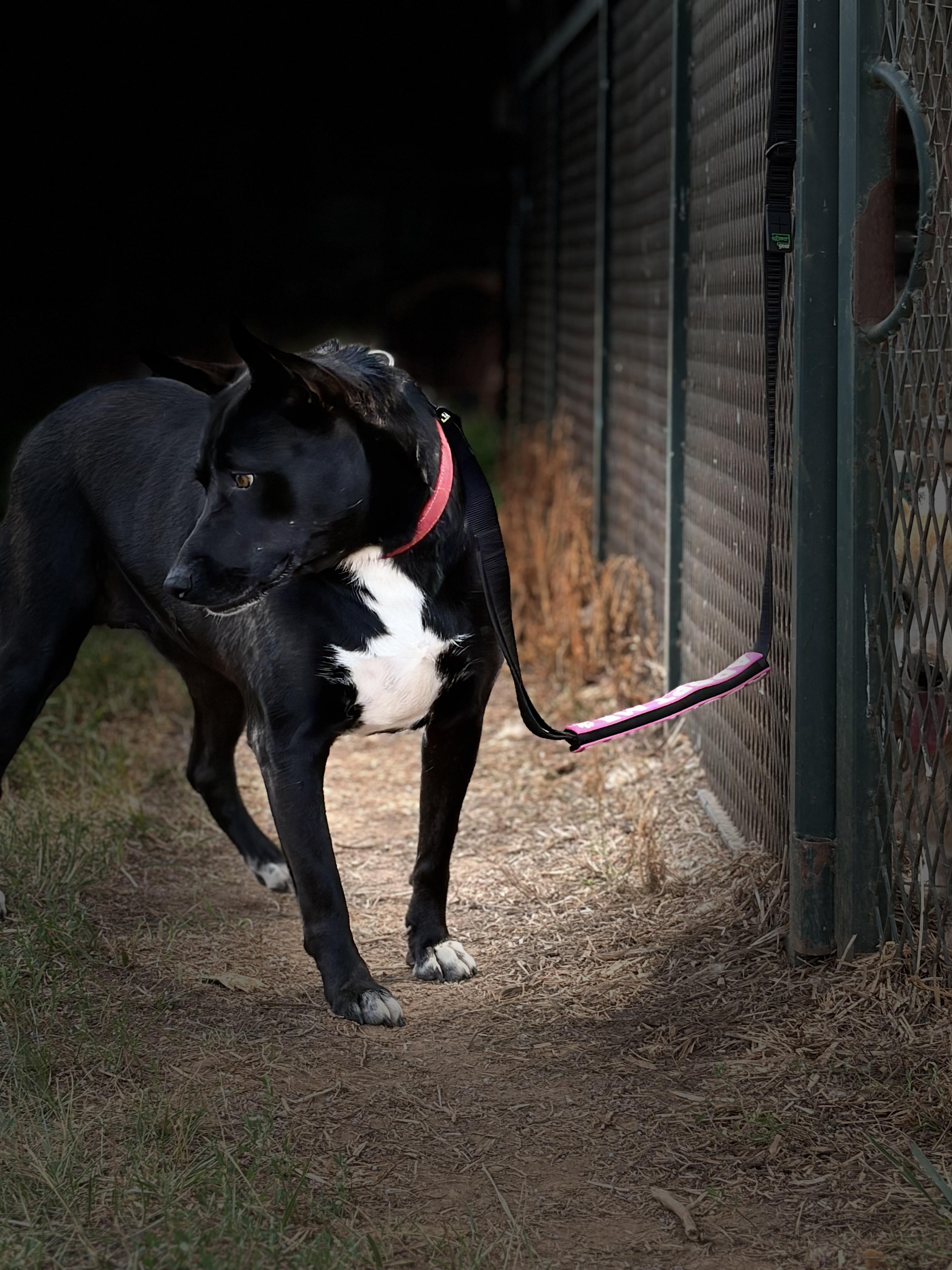 Zany, a ADOPTABLE mixed breed in Warrenton, VA image 5/5