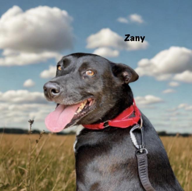 Zany, ADOPTABLE, Adult Female Australian Cattle Dog / Blue Heeler & American Staffordshire Terrier.