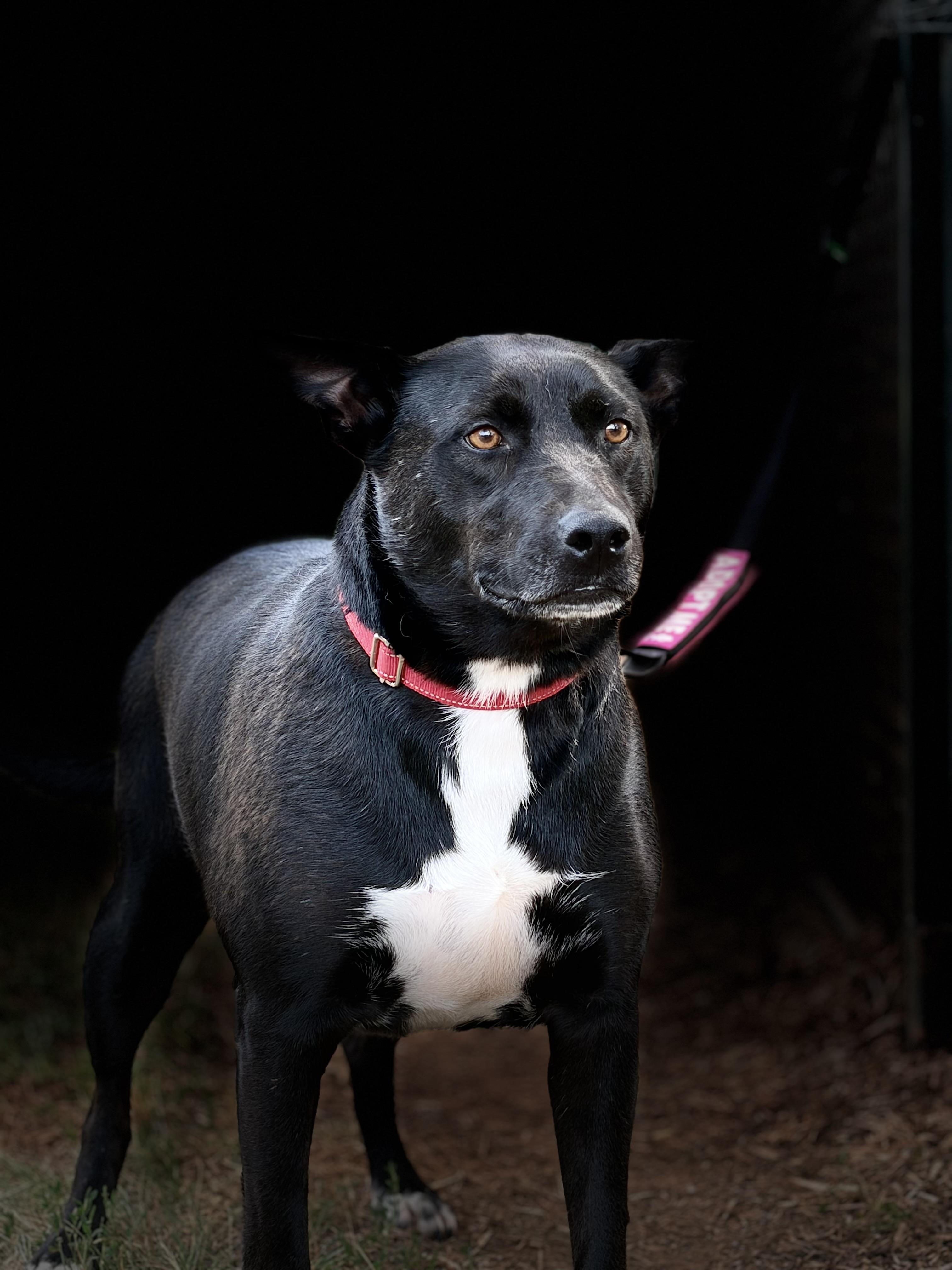 Zany, a ADOPTABLE mixed breed in Warrenton, VA image 2/5