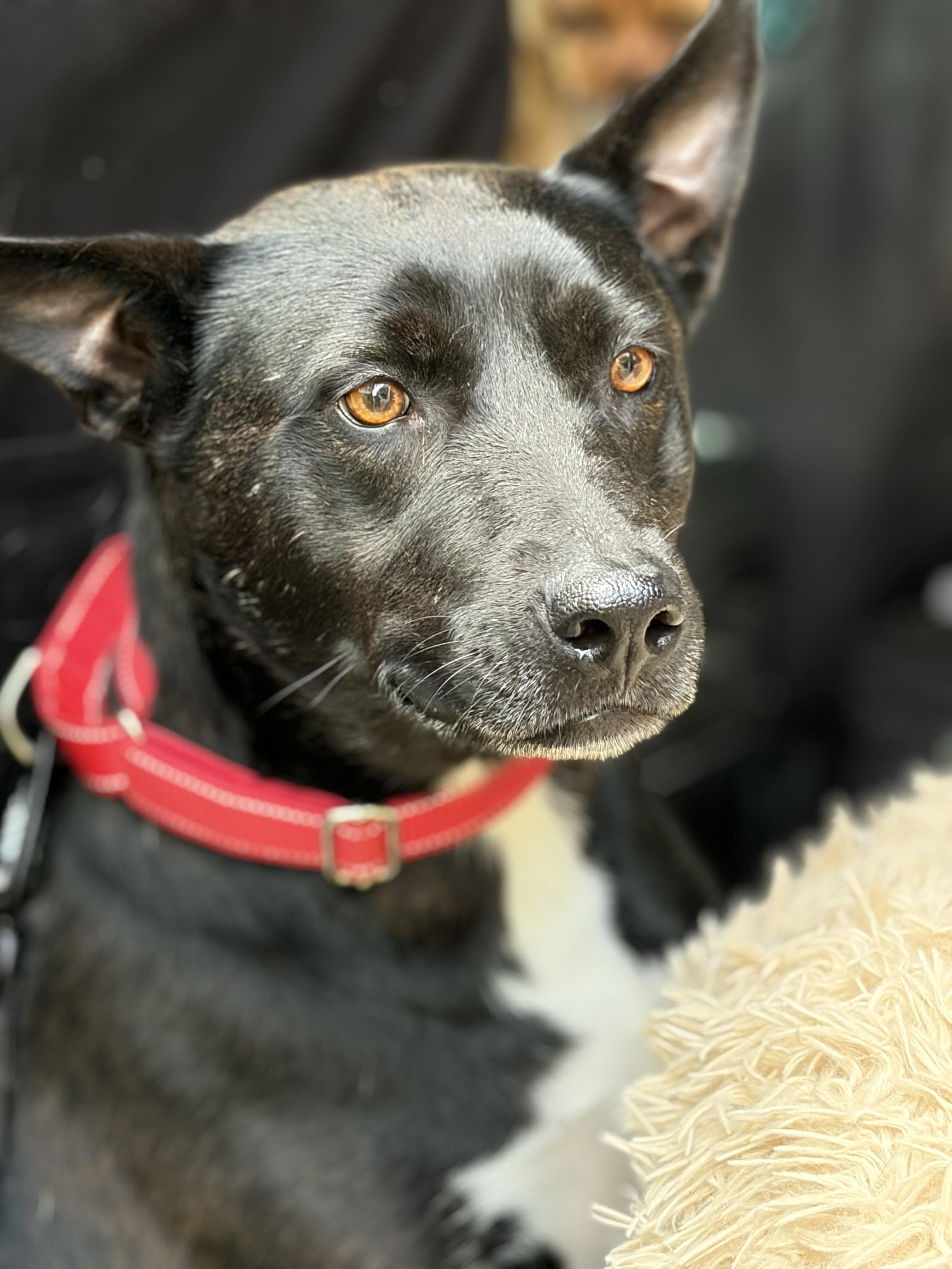 Zany, a ADOPTABLE mixed breed in Warrenton, VA image 4/5