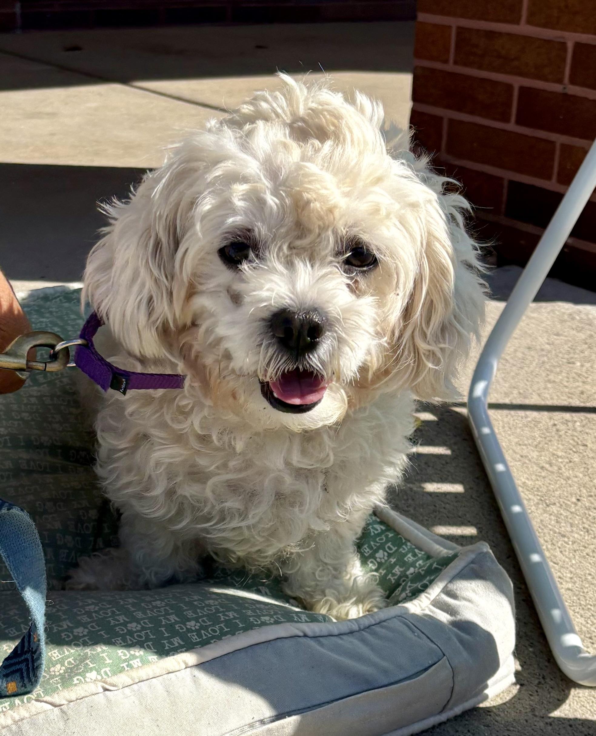 Ice, Adoptable, Young Male Poodle & Bichon Frise.