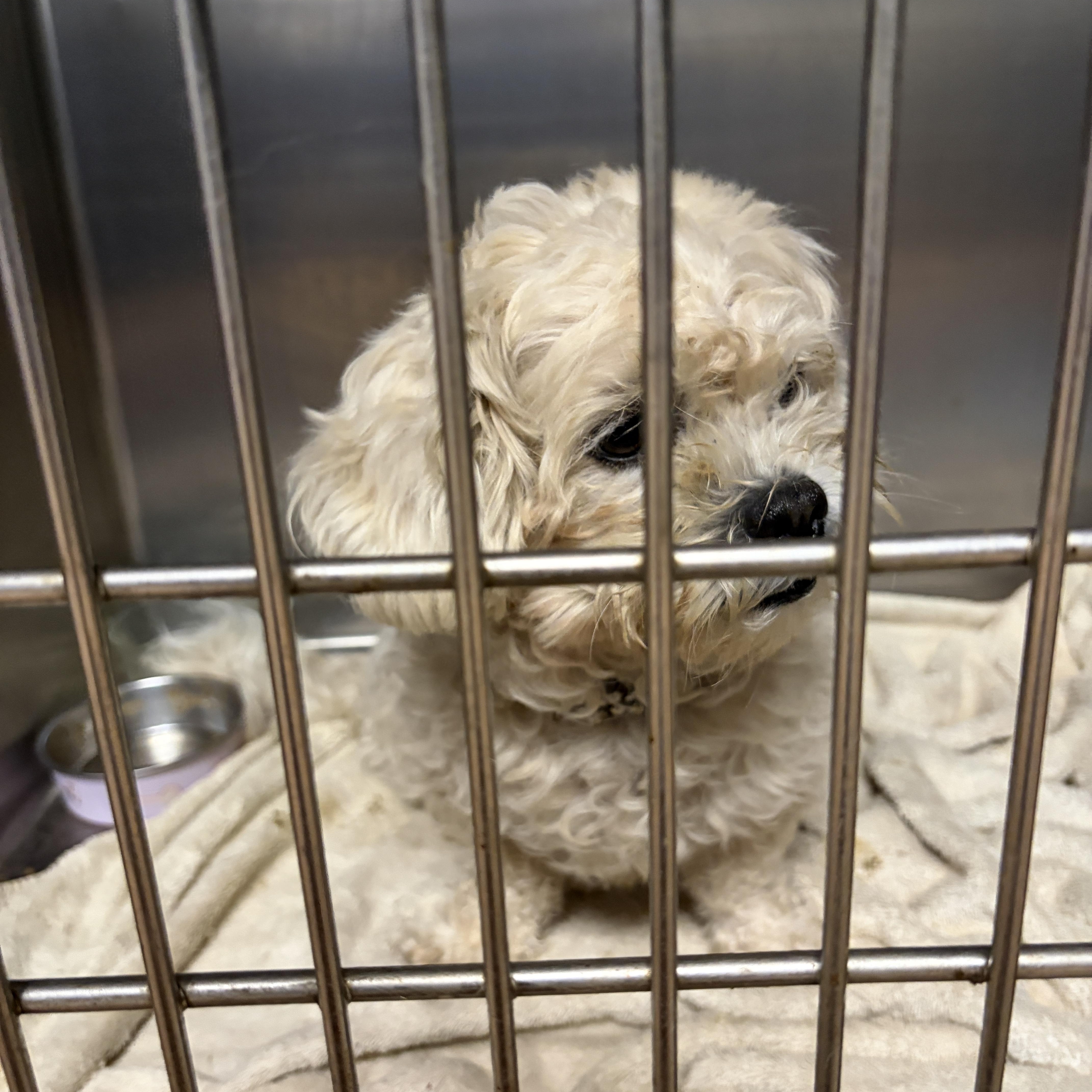 Ice, Adoptable, Young Male Poodle & Bichon Frise.