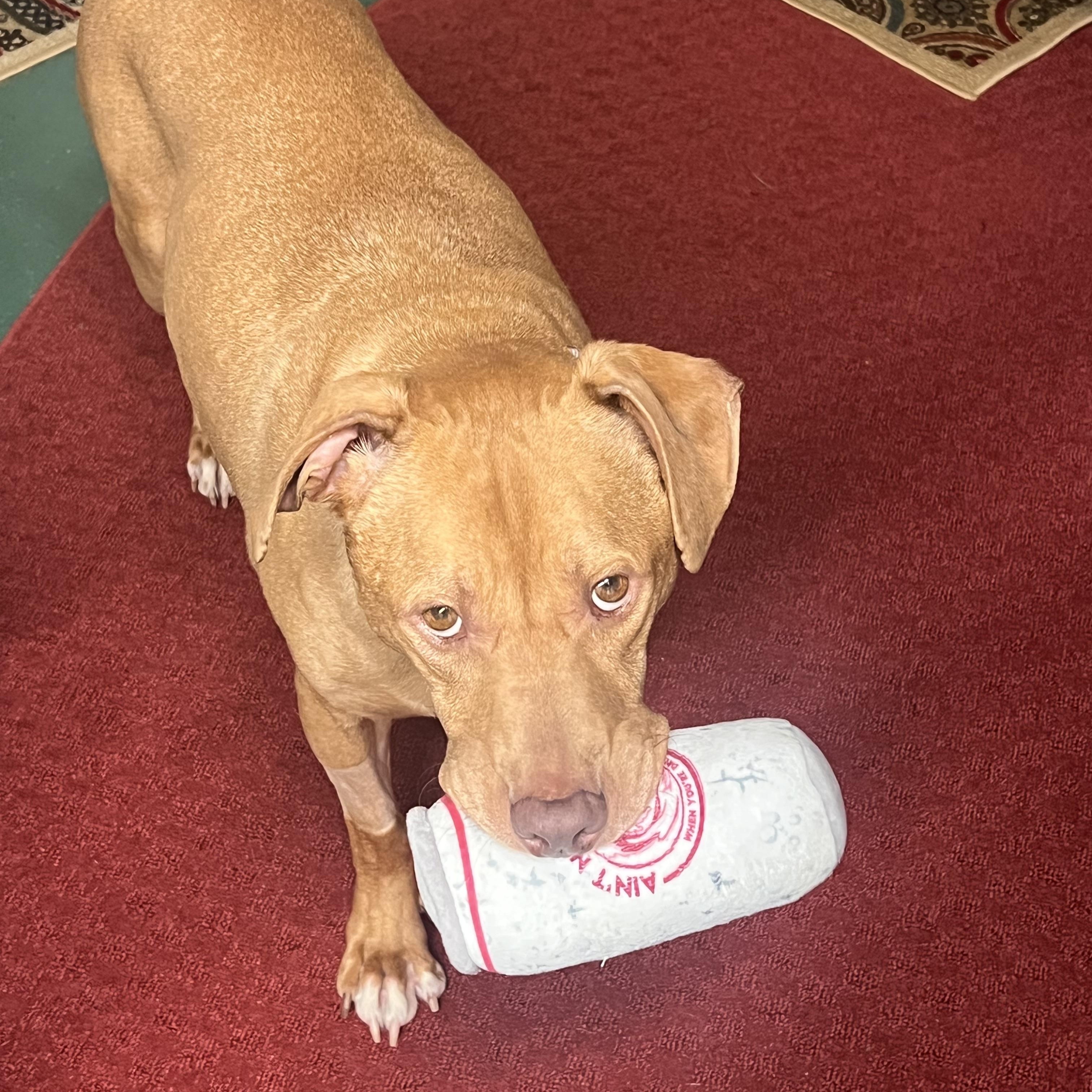 Enlarge Gordo, a Adoptable mixed breed in Crestwood, IL image 4/6