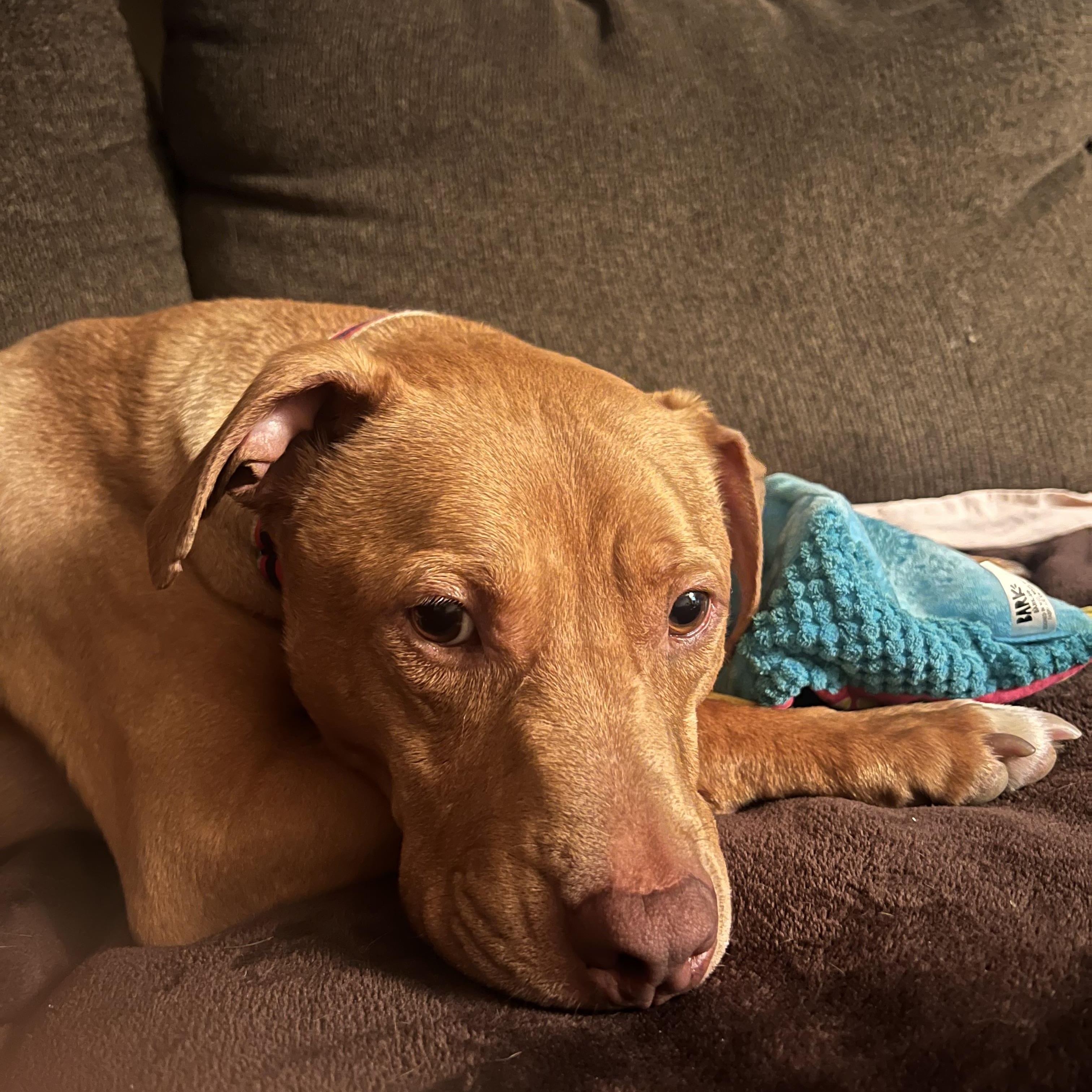 Enlarge Gordo, a Adoptable mixed breed in Crestwood, IL image 3/6