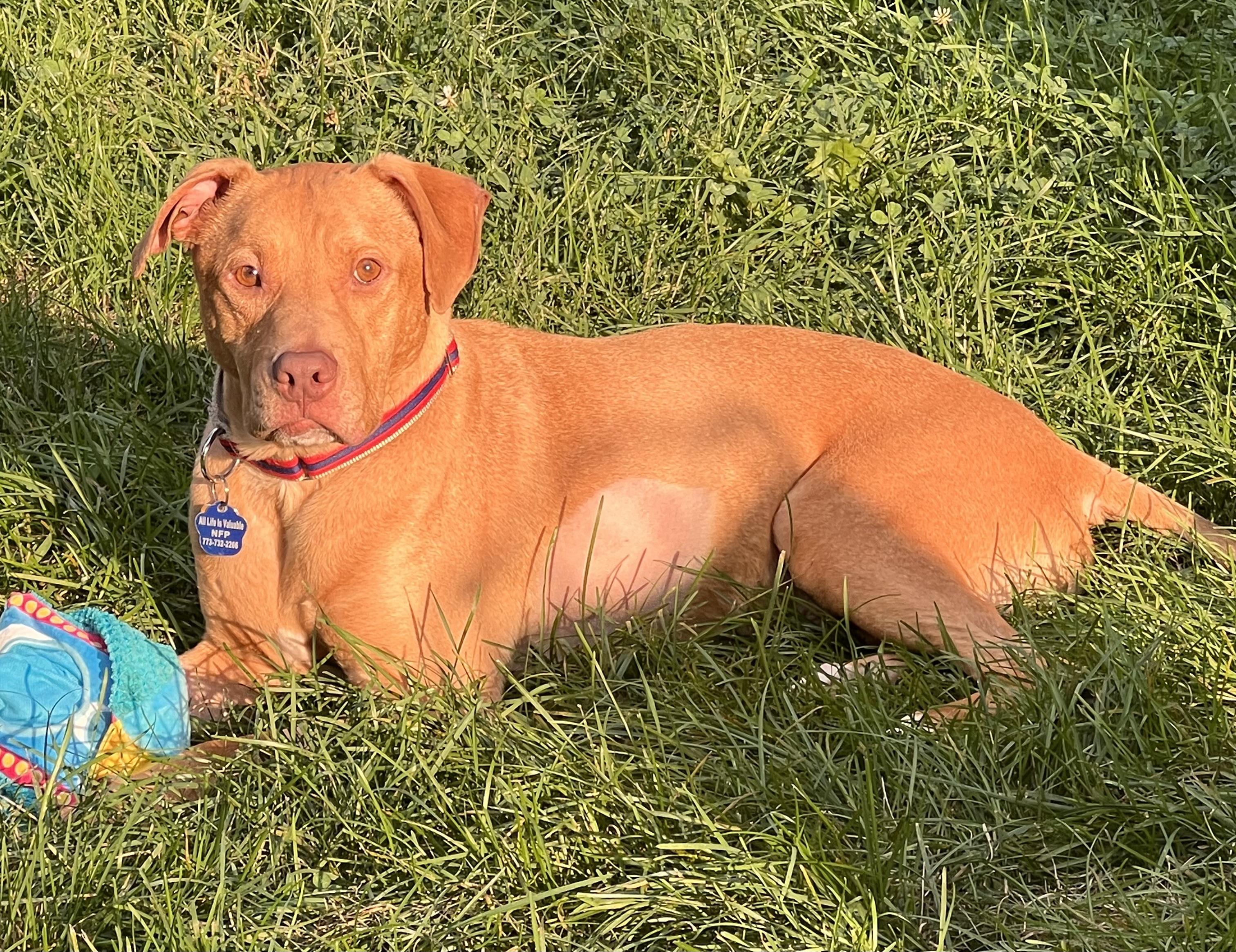 Gordo, Adoptable, Adult Male Labrador Retriever & American Staffordshire Terrier.