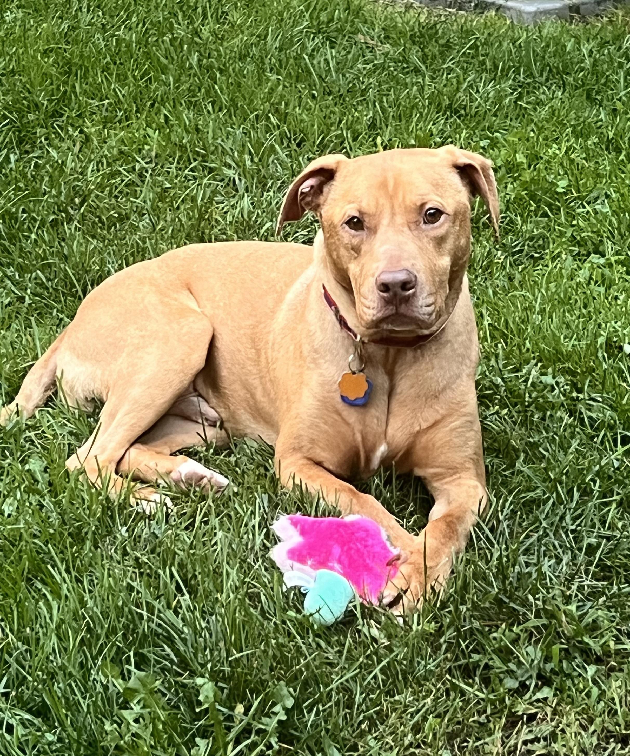 Enlarge Gordo, a Adoptable mixed breed in Crestwood, IL image 2/6
