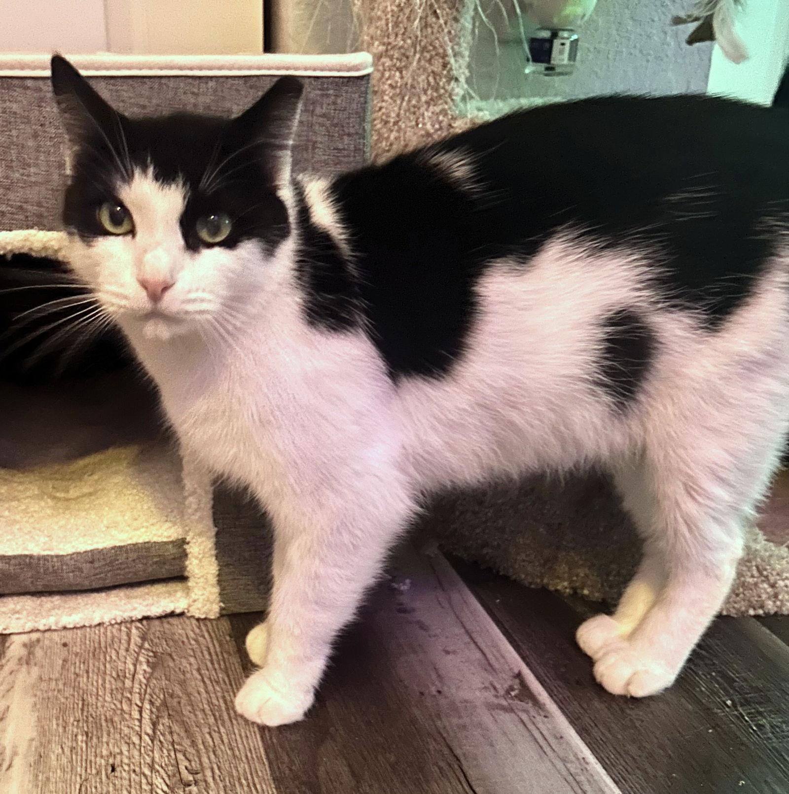 Enlarge Cookie, a Adoptable mixed breed in Lighthouse Point, FL image 1/3