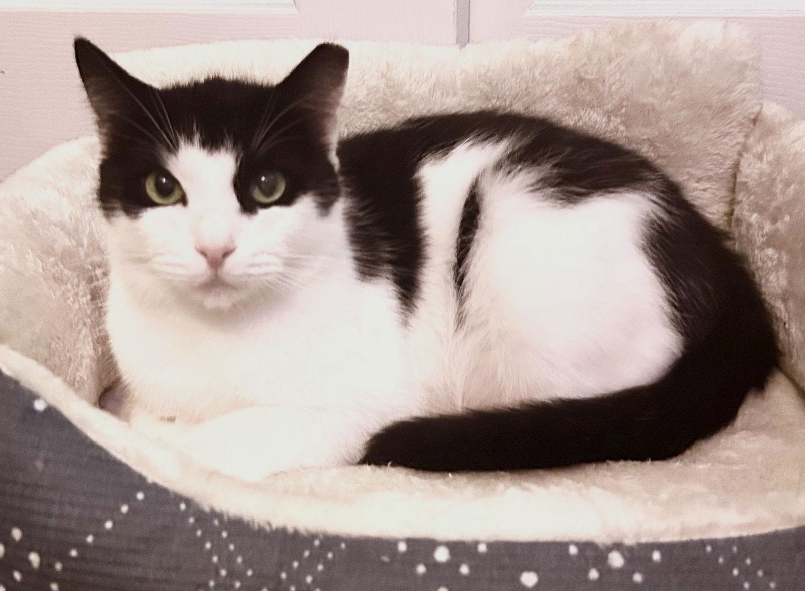 Enlarge Cookie, a Adoptable mixed breed in Lighthouse Point, FL image 2/3