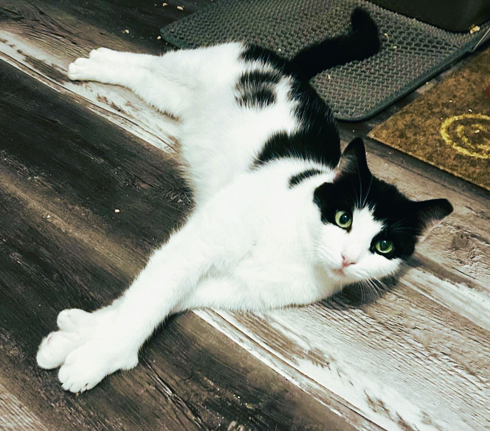 Enlarge Cookie, a Adoptable mixed breed in Lighthouse Point, FL image 3/3