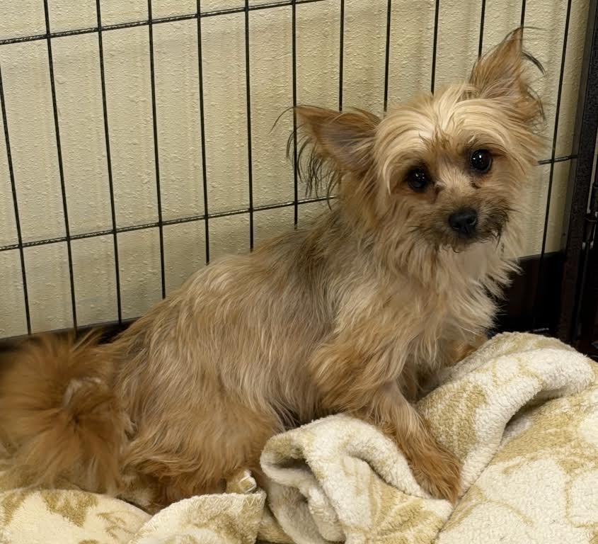 Carrie, Adopted, Adult Female Yorkshire Terrier.