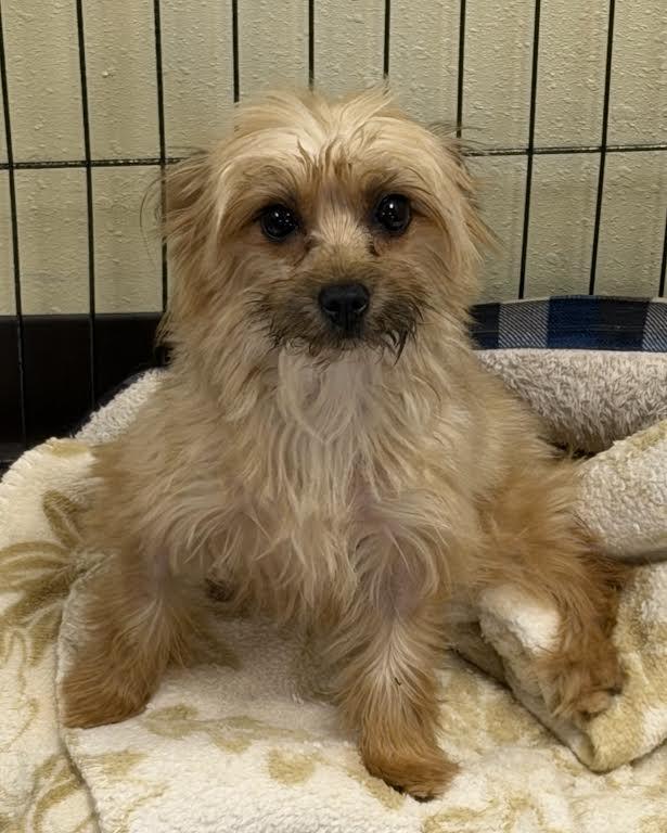Enlarge Carrie, a Adopted mixed breed in Mauston, WI image 2/2