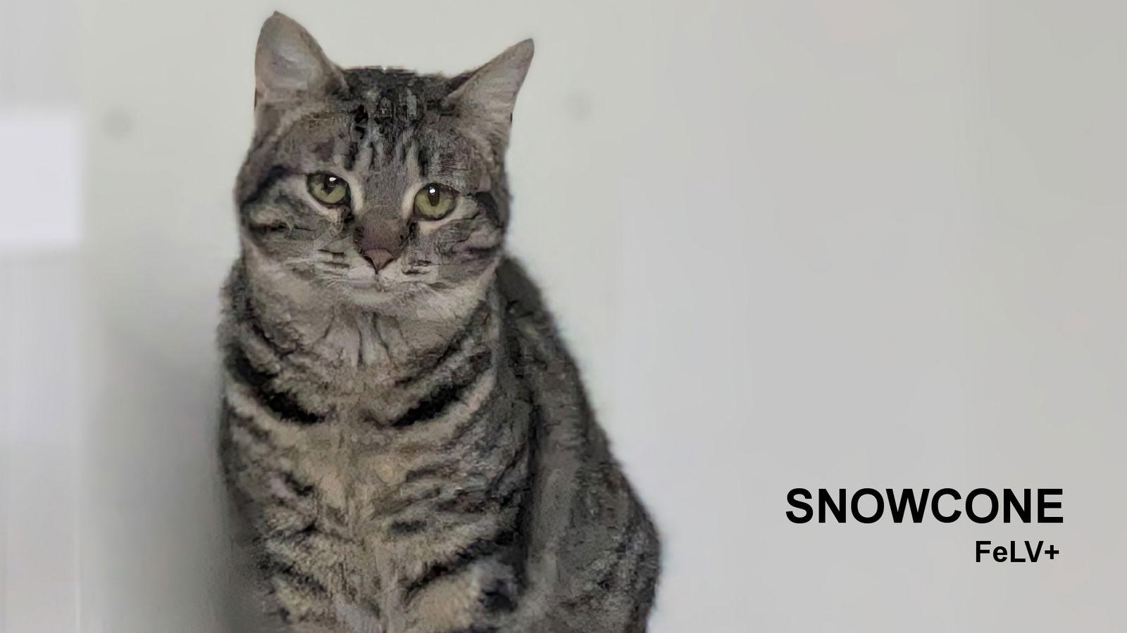 Snowcone, Adoptable, Kitten Female Domestic Short Hair.