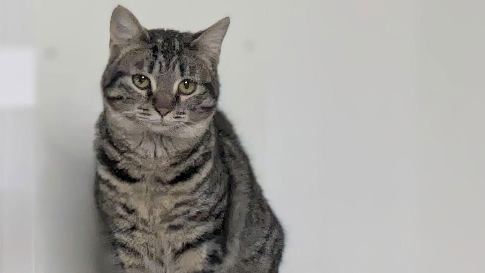 Snowcone, a Adoptable Domestic Short Hair in Santa Rosa, CA image 2/3