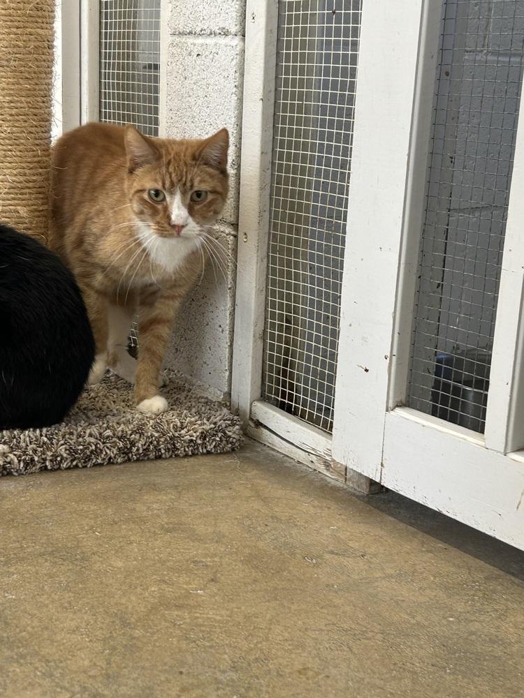 Brody, Adoptable, Adult Male Domestic Short Hair.