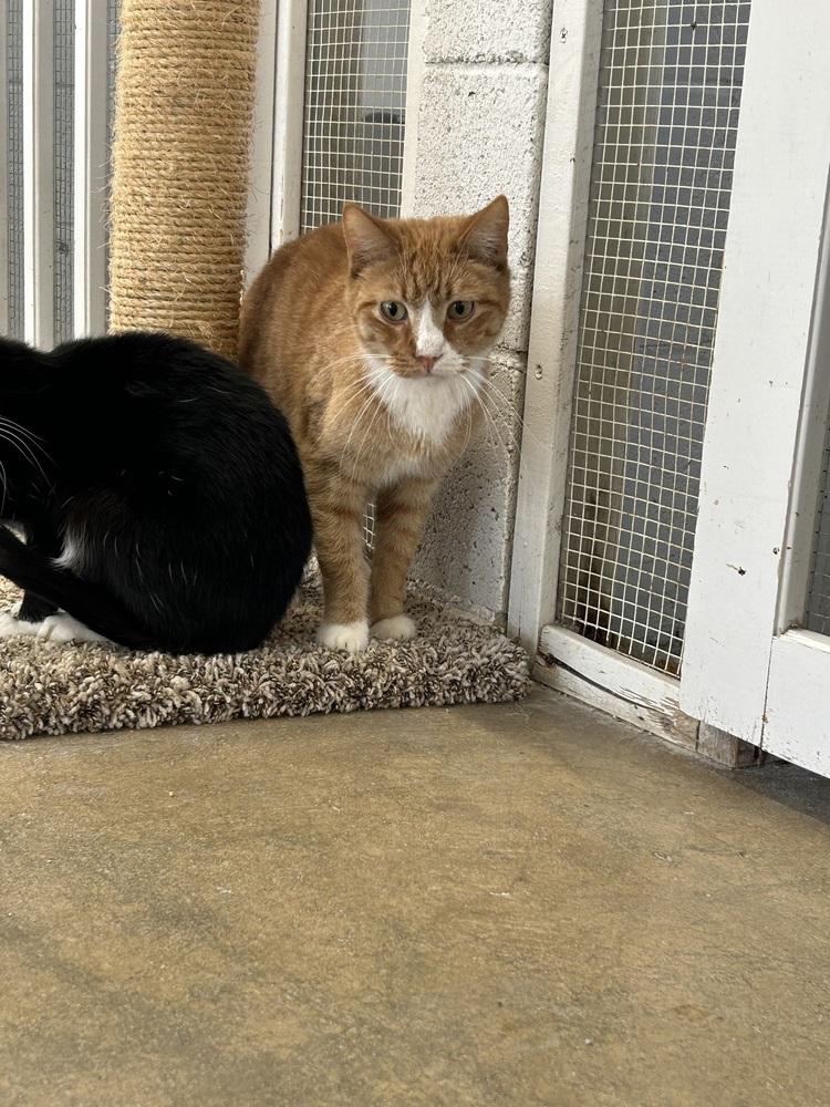 Enlarge Brody, a Adoptable Domestic Short Hair in Ontario, CA image 2/2