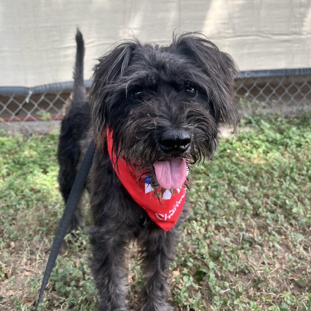 Ekko, Adoptable, Adult Male Terrier & Mixed Breed.