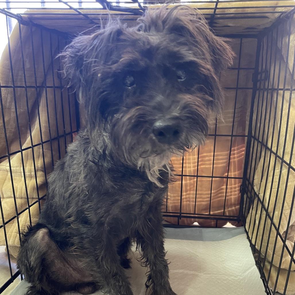 Enlarge Ekko, a Adoptable mixed breed in Laredo, TX image 2/2