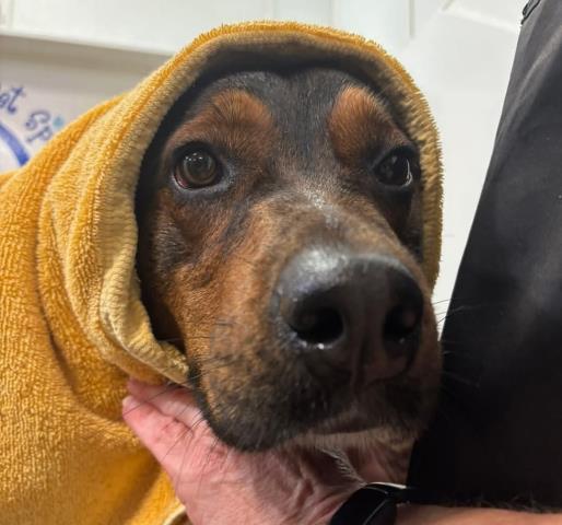 Enlarge Hot Chocolate, an adoptable mixed breed in Thousand Oaks, CA image 1/1