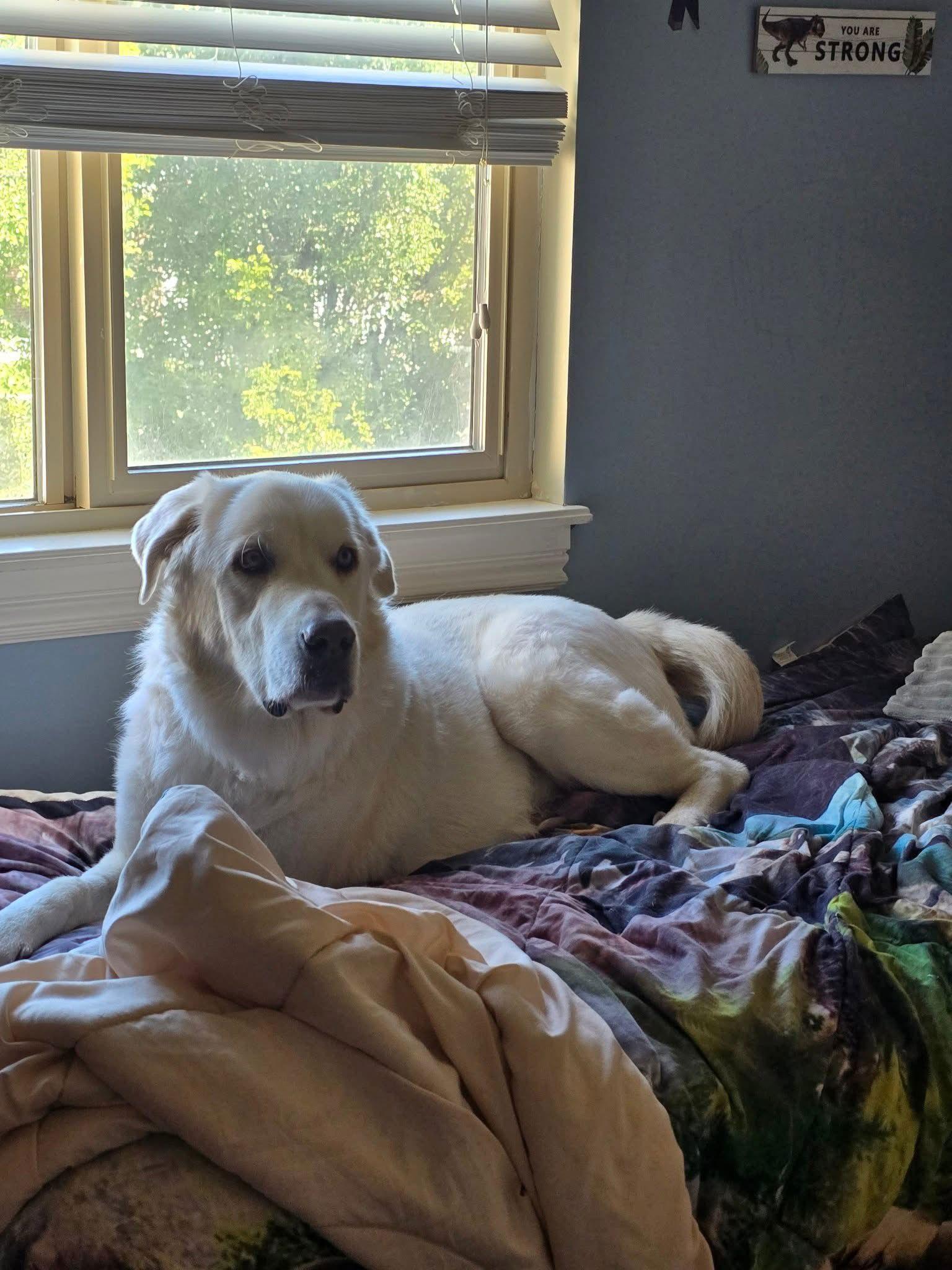 Tiny/Apa, a Adoptable Great Pyrenees in Bountiful, UT image 1/3
