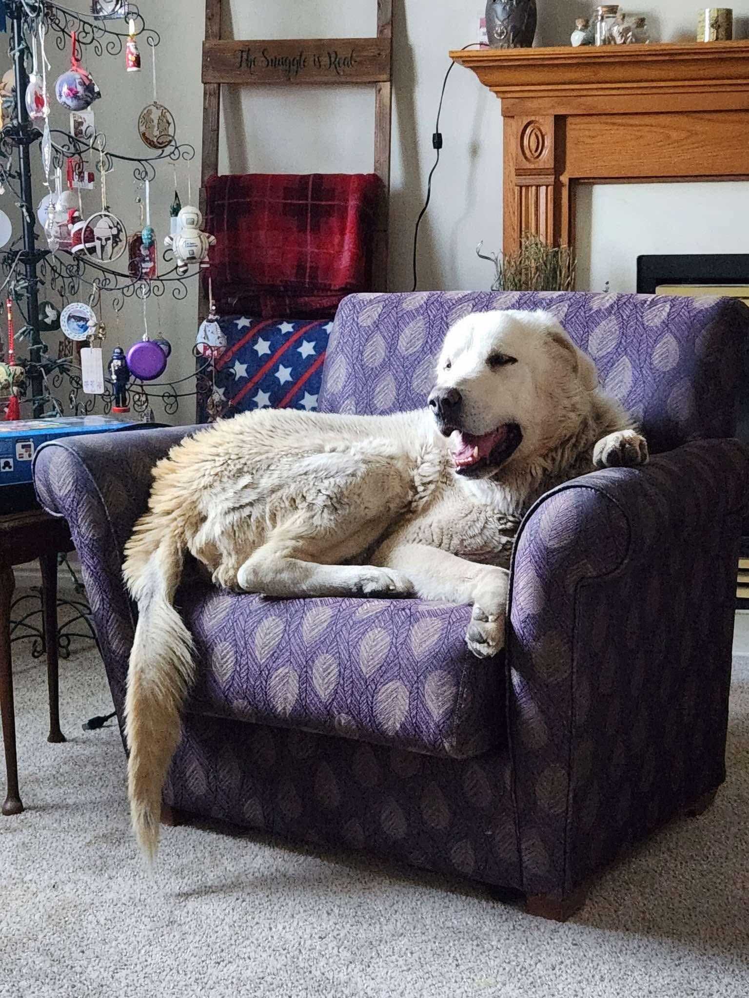 Tiny/Apa, a Adoptable Great Pyrenees in Bountiful, UT image 2/3