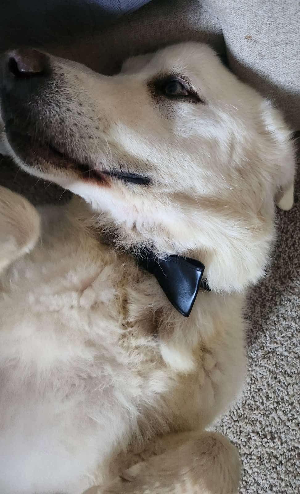 Tiny/Apa, a Adoptable Great Pyrenees in Bountiful, UT image 3/3