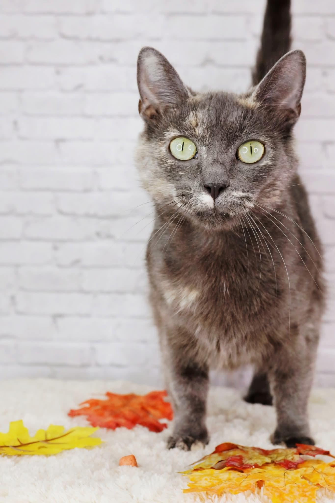 Ember, Adoptable, Adult Female Domestic Short Hair.