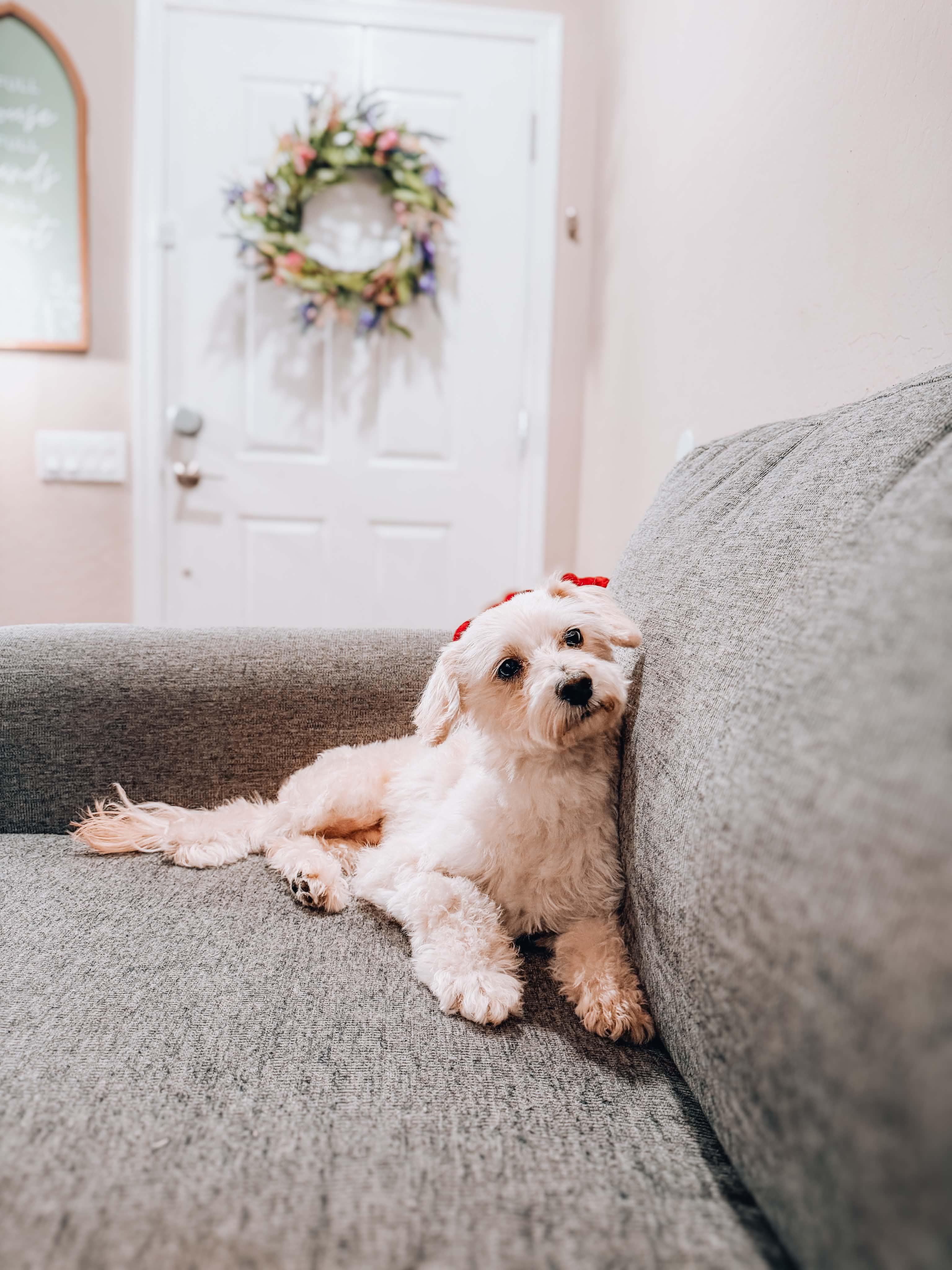 Charlie, Adoptable, Adult Male Miniature Poodle.