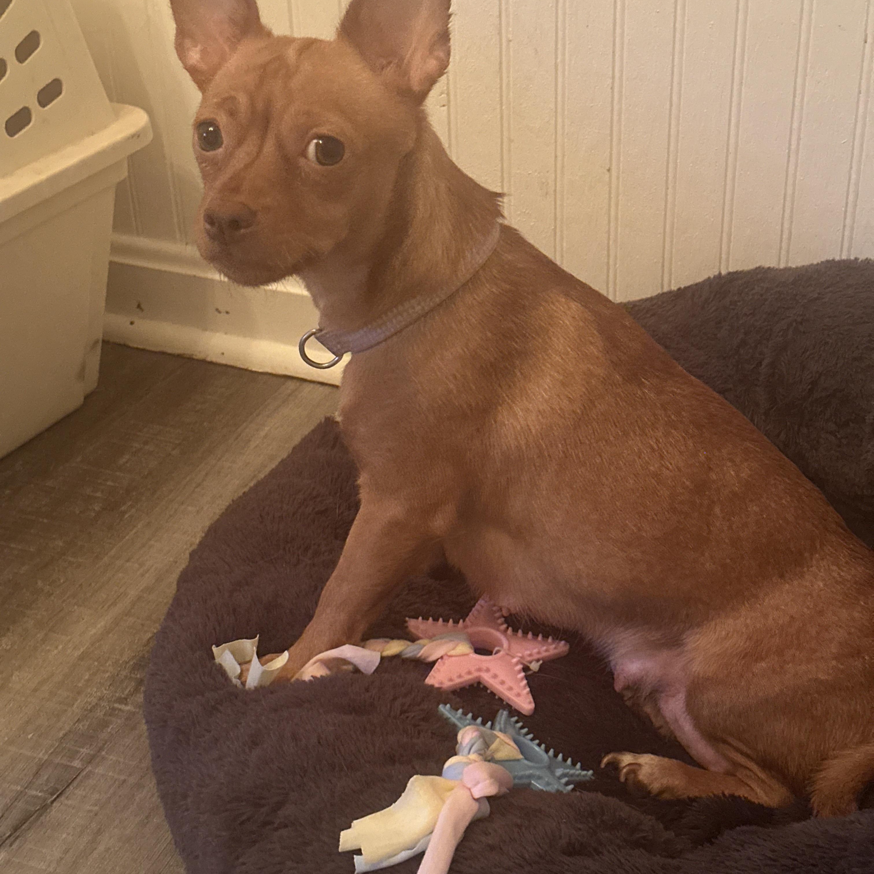 Gabi, a Adoptable Chihuahua in Columbia, MD image 2/4