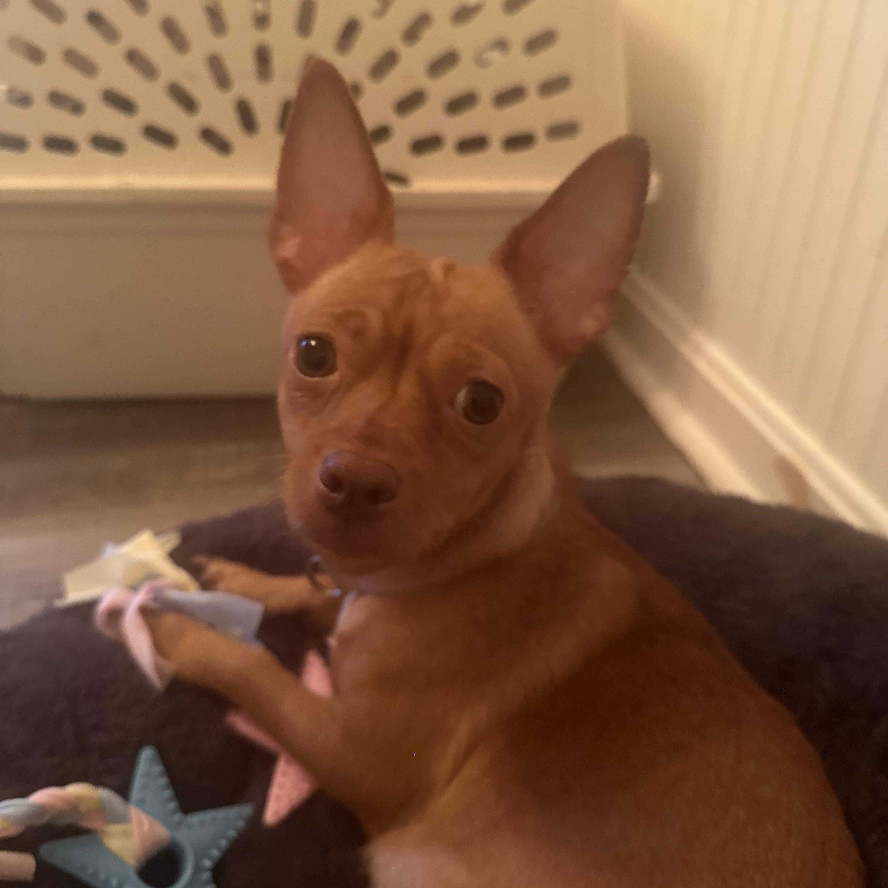 Gabi, Adoptable, Adult Female Chihuahua.