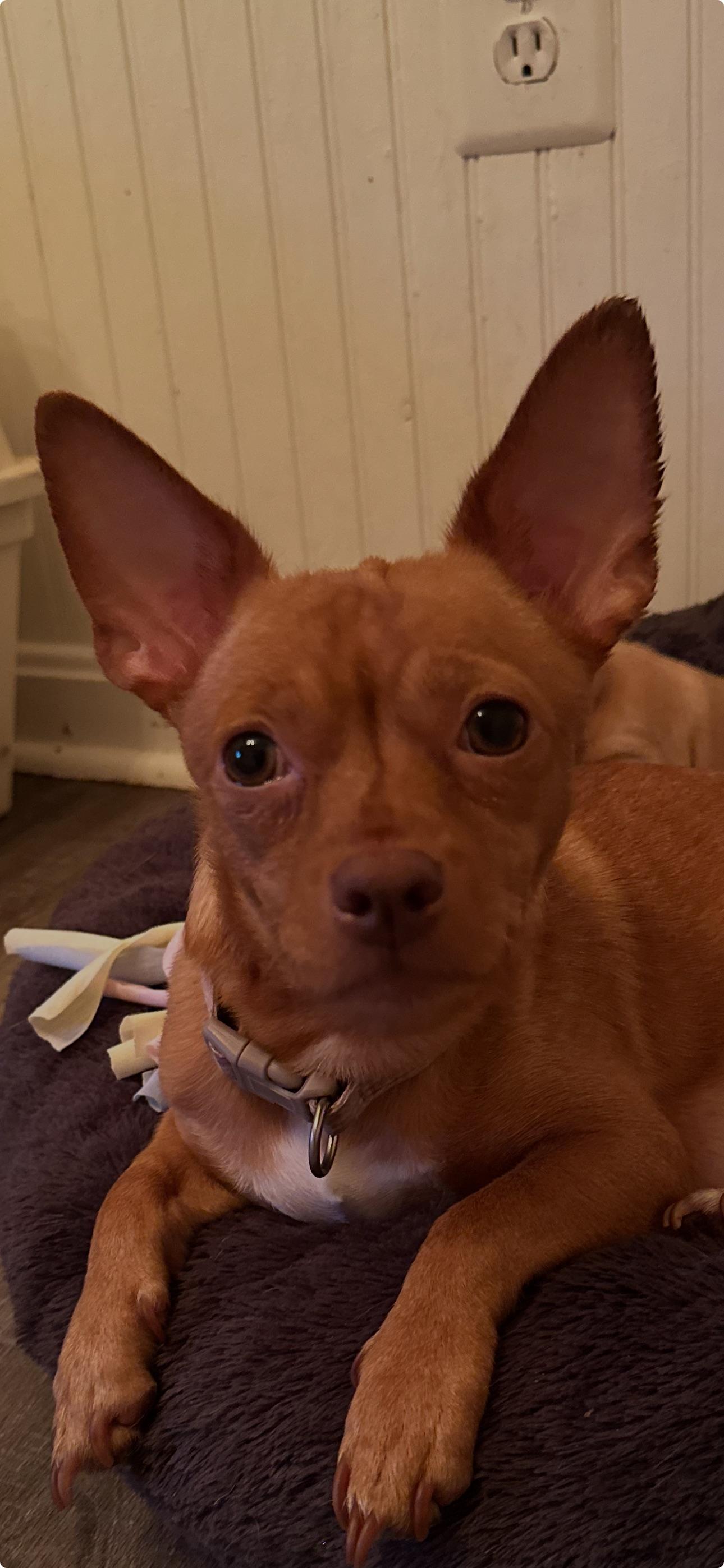 Gabi, a Adoptable Chihuahua in Columbia, MD image 4/4
