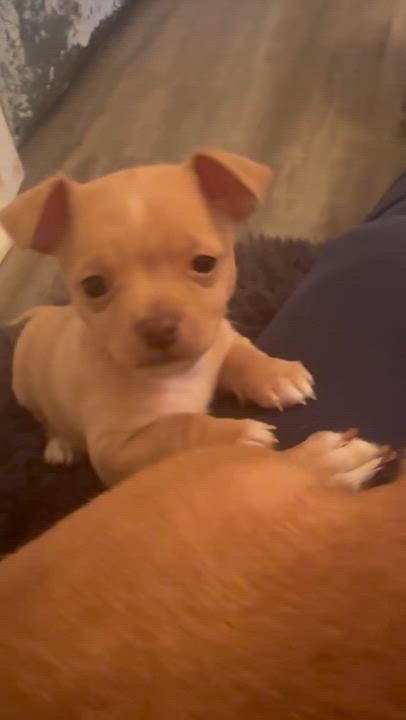 Enlarge Gabi, a Adoptable Chihuahua in Columbia, MD video 3/4