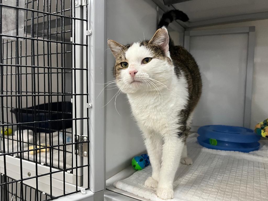 Megamind, Adoptable, Adult Male Domestic Short Hair.